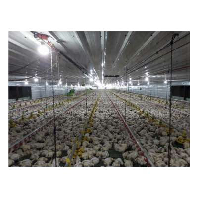 Low Price Modern Poultry Farm Controlled Chicken House Automatic Broiler Equipment